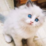 anak-kucing-anggora-putih-turkish-asli-bermata-biru