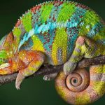 chameleon-sleepy-jpg-adapt_-945-1