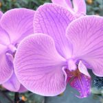 070878600_1484460635-hk_cwb_victoria_park_chinese_new_year_flower_fair_f07_purple
