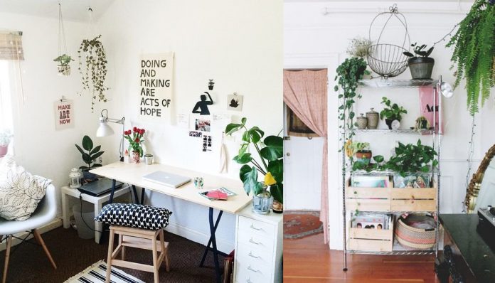 12 Inspirasi Indoor Plant Yang Cocok Untuk Rumah Sempit