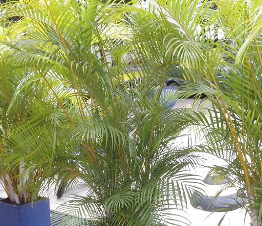 Beberapa Tanaman Yang Harus Ada Di Rumah Anda!