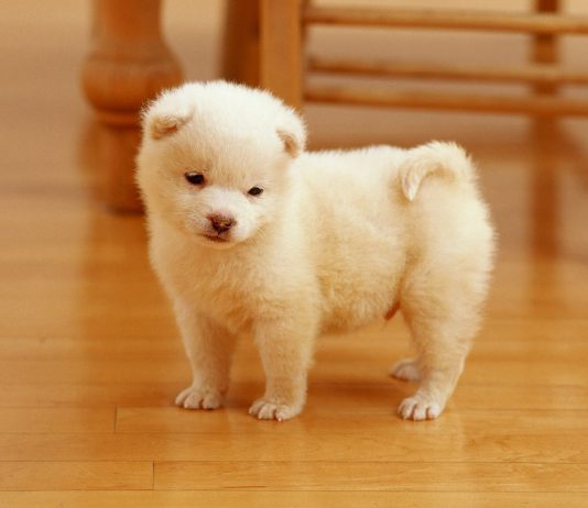 4 tips agar anjing tidak sembarangan buang air
