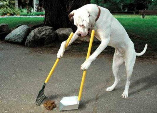 Anda Bisa Digugat Karena Kotoran Hewan Peliharaan