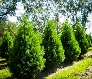 8 Jenis Pohon Natal Asli Yang Bisa Dijadikan Dekorasi Natal