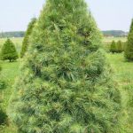8 Jenis Pohon Natal Asli Yang Bisa Dijadikan Dekorasi Natal