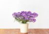 5 Jenis Bunga Hias Untuk Dekorasi Ruangan Yang Menyehatkan