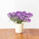5 Jenis Bunga Hias Untuk Dekorasi Ruangan Yang Menyehatkan